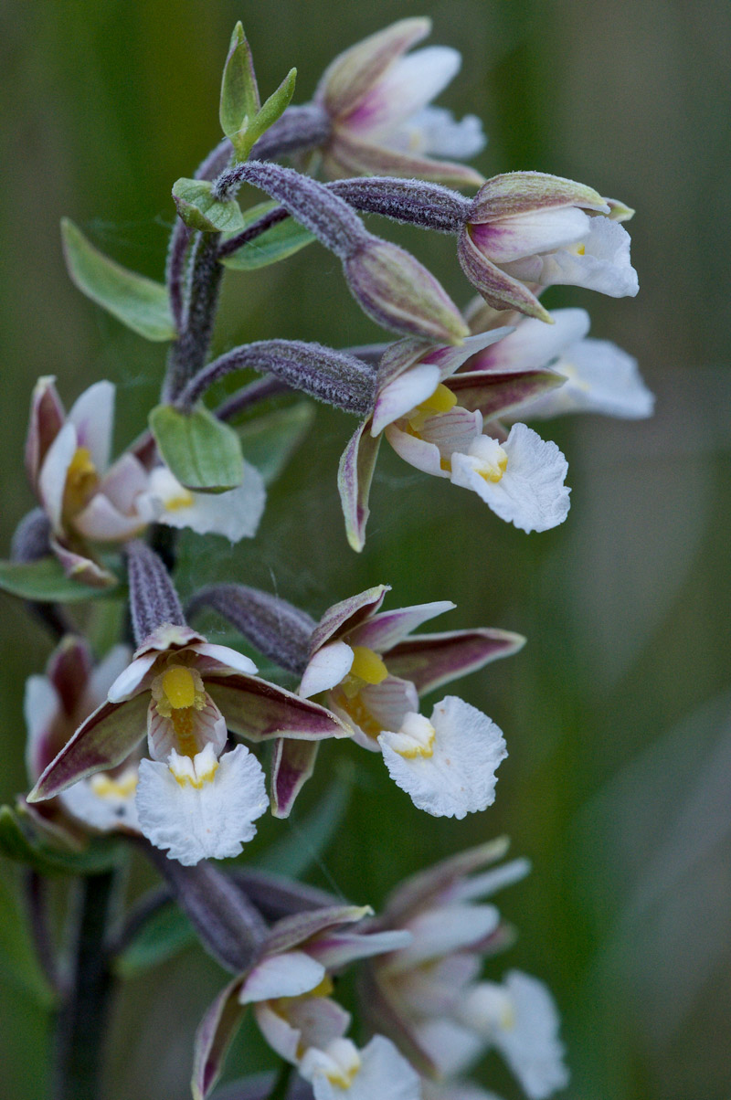 marshhelleborine3006162