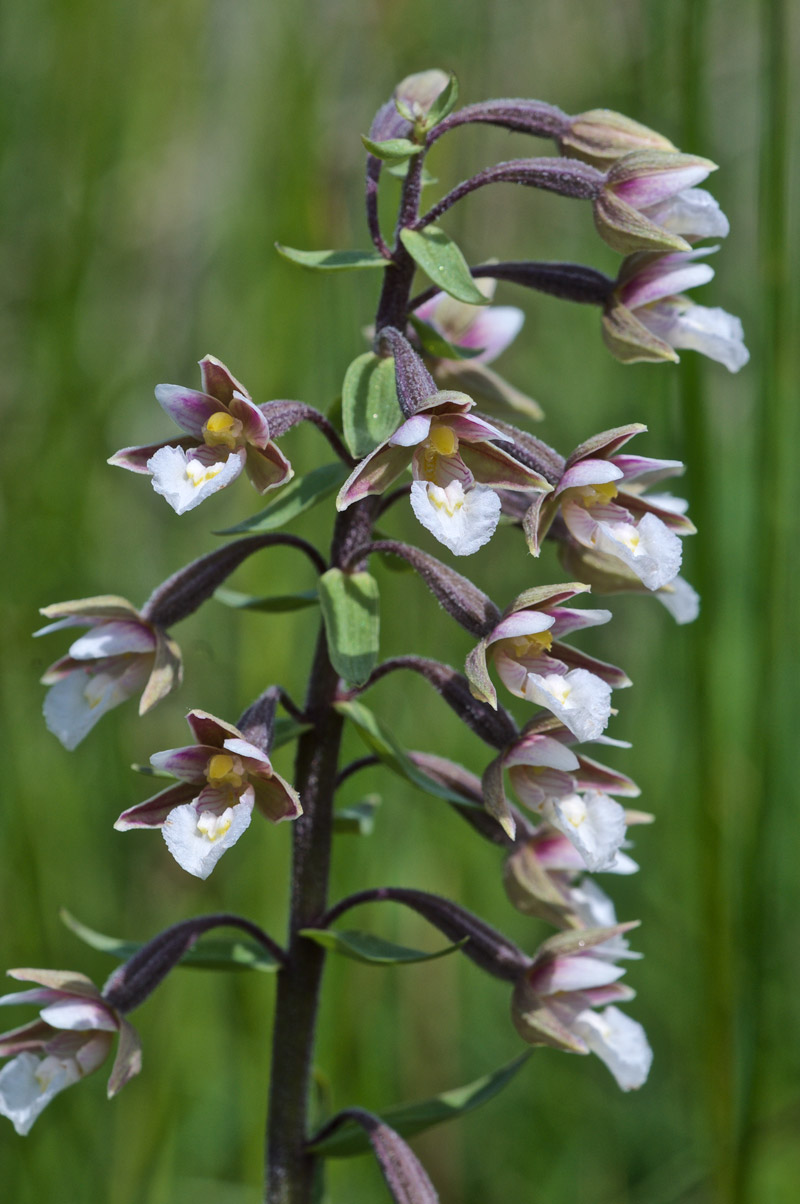 marshhelleborine3006163