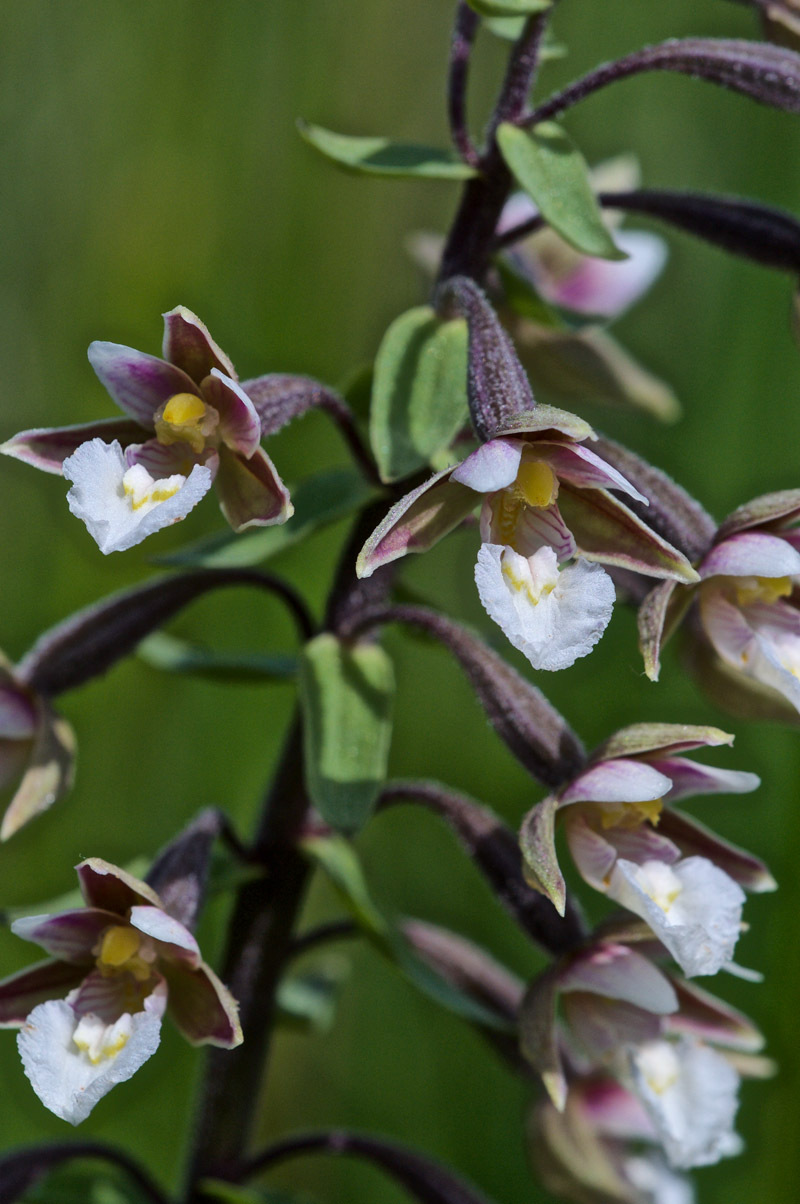 marshhelleborine3006164