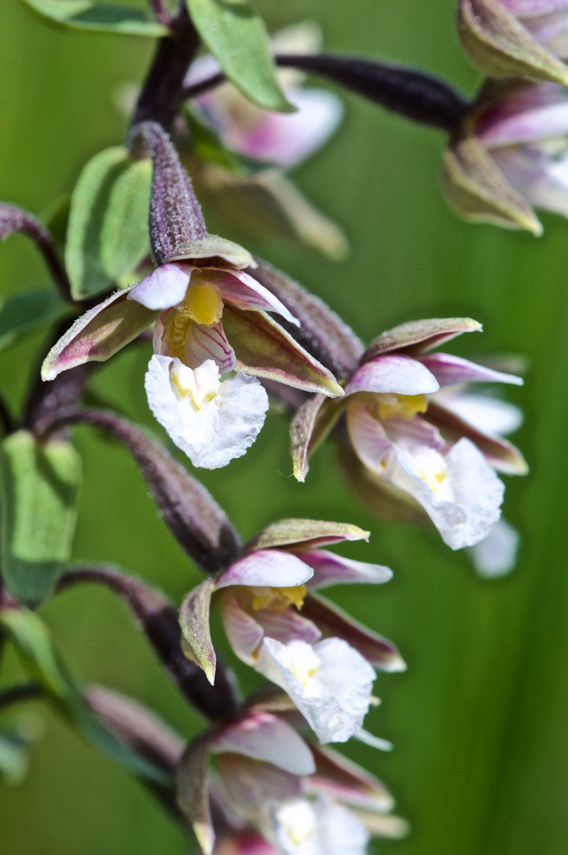 marshhelleborine3006166