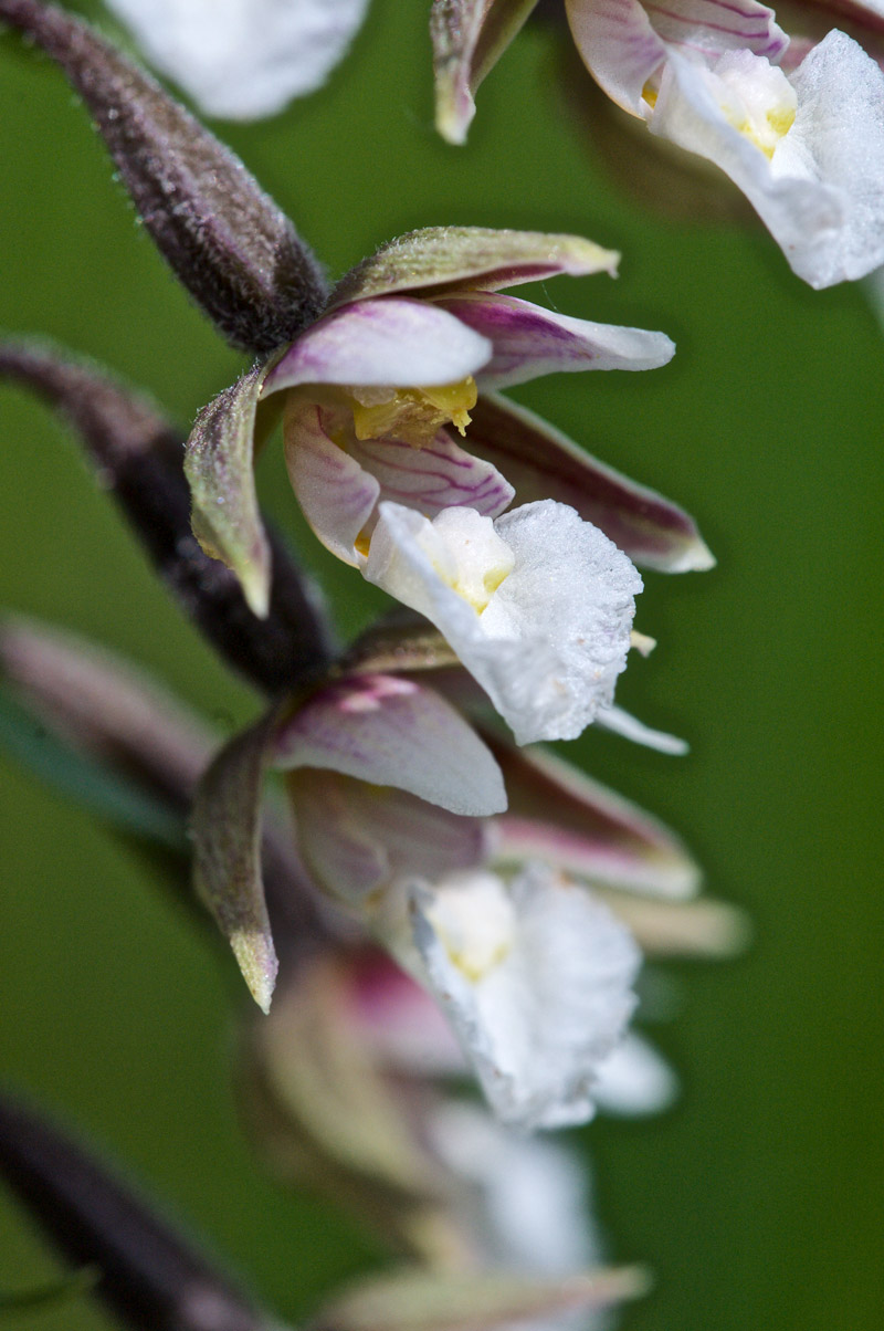 marshhelleborine3006167