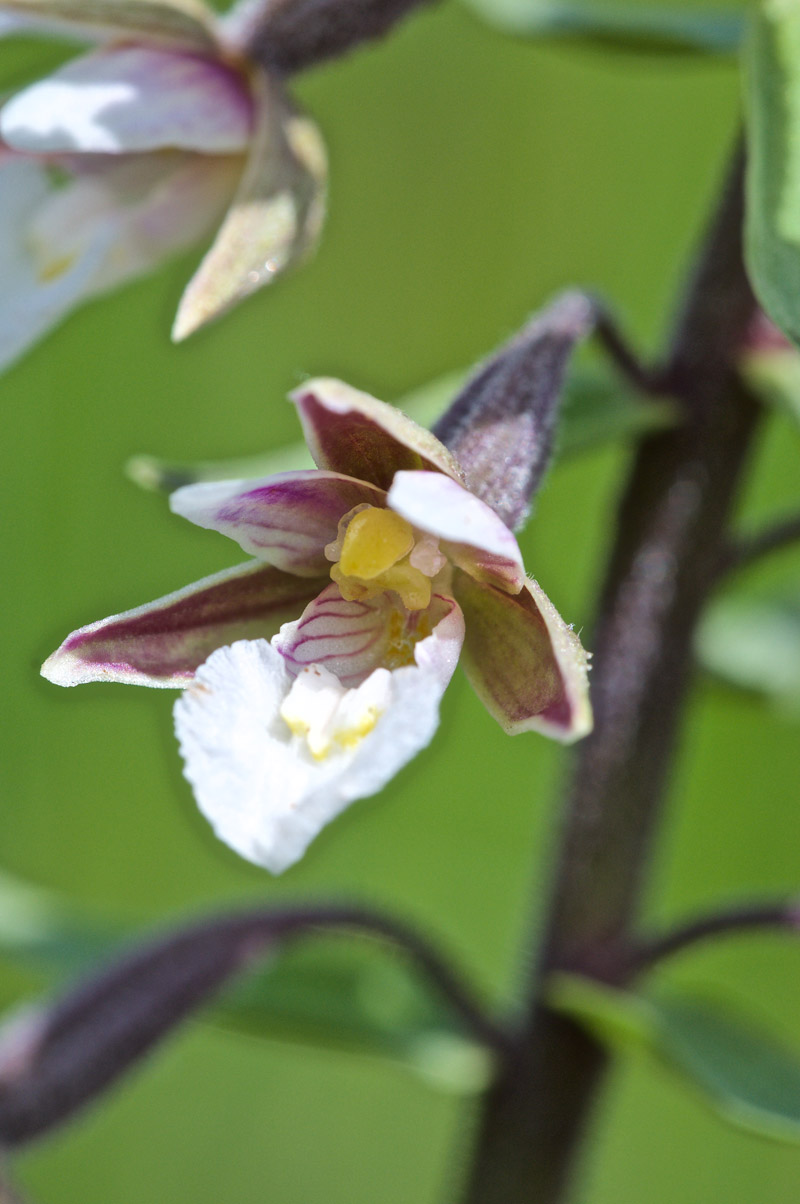 marshhelleborine3006168