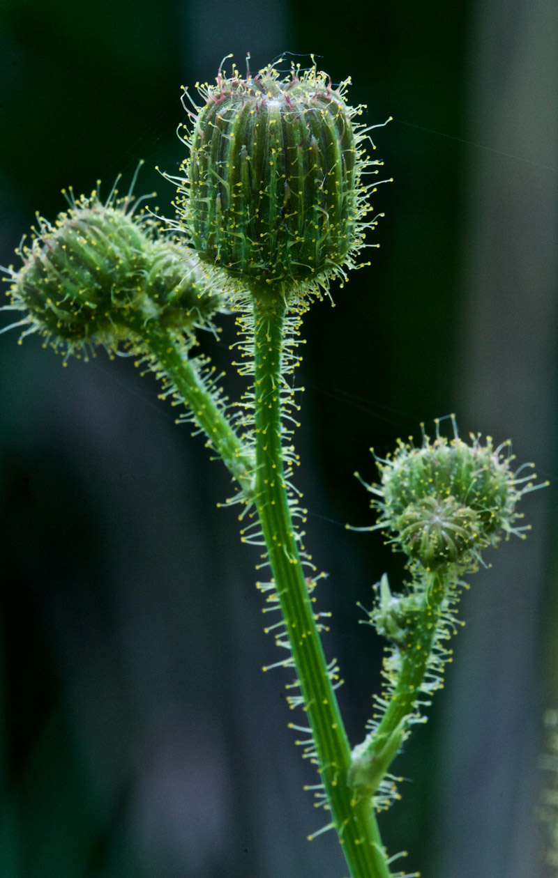 MarshSowThistle1408161