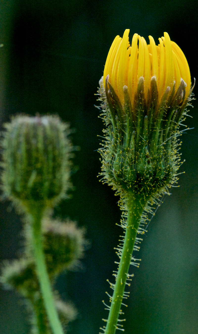 MarshSowThistle1408162