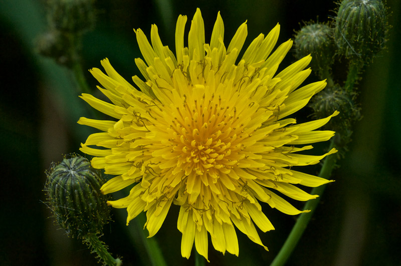 MarshSowThistle1408163