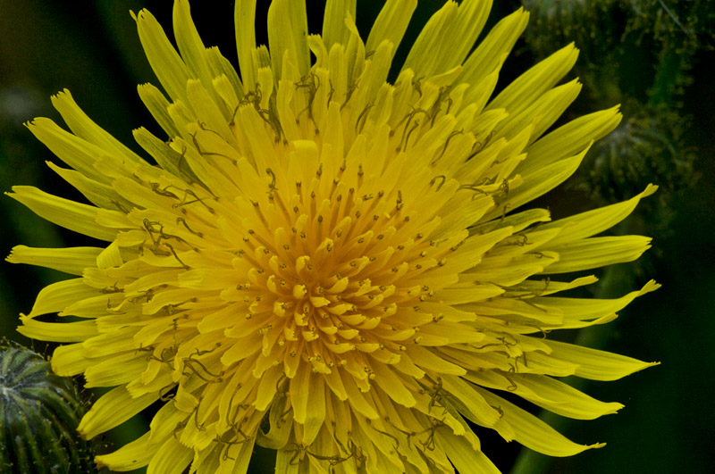 MarshSowThistle1408164