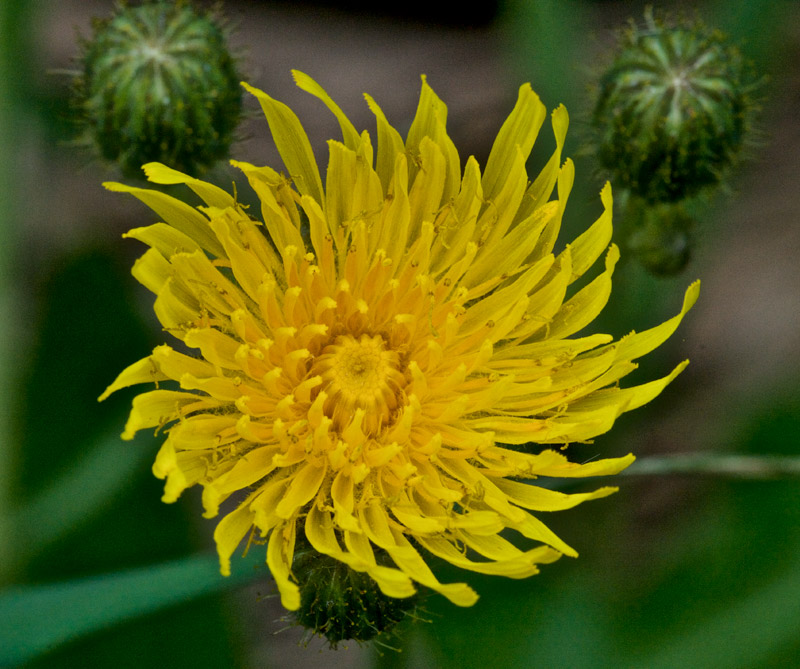 MarshSowThistle1408166