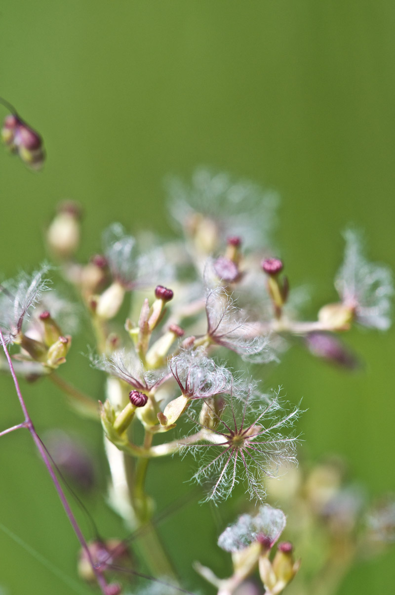 MarshValerian0407161