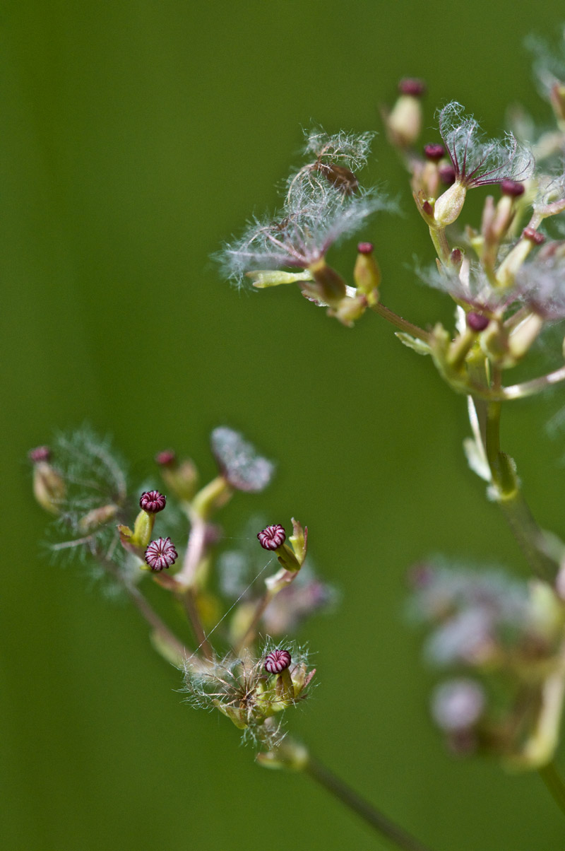 MarshValerian0407162