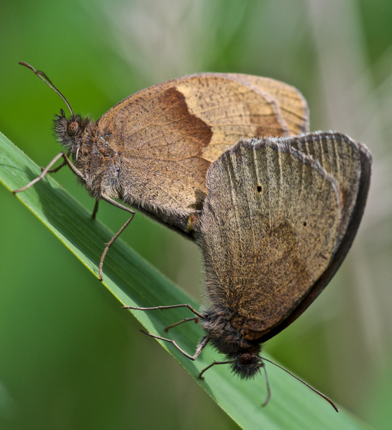 MeadowBrown0607162