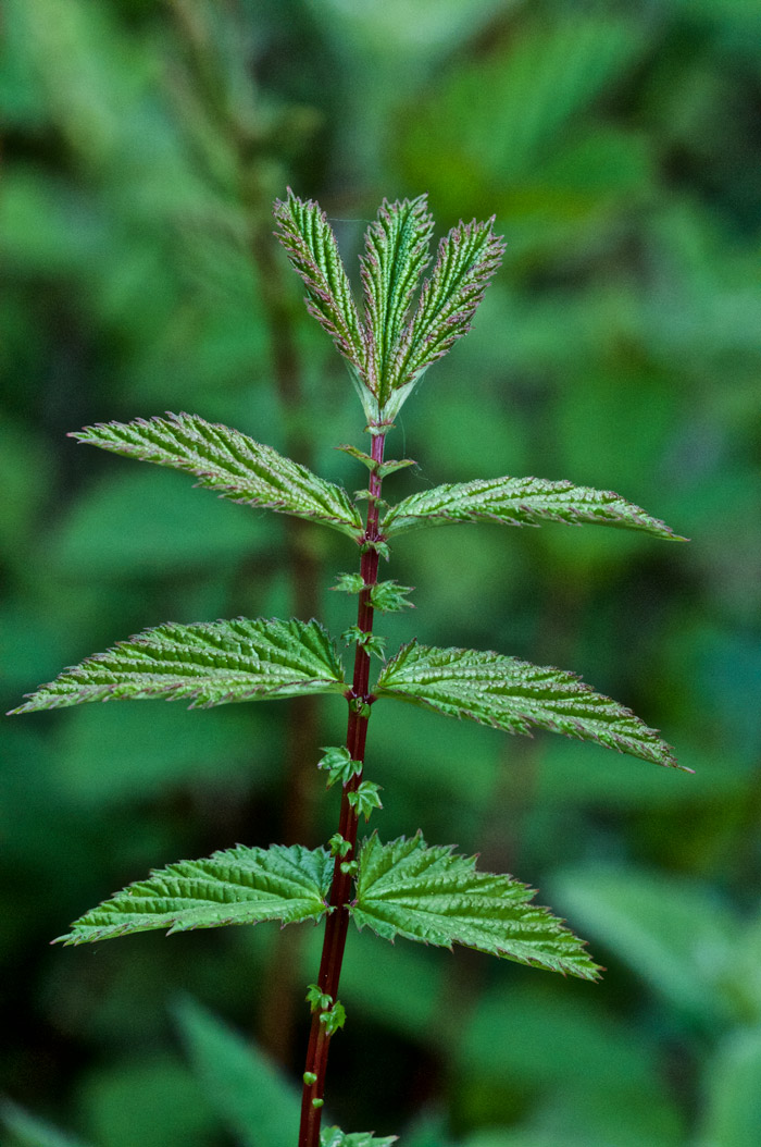 Meadowsweet1505161