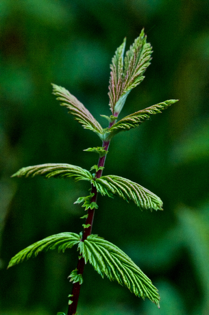 MeadowSweet1505162