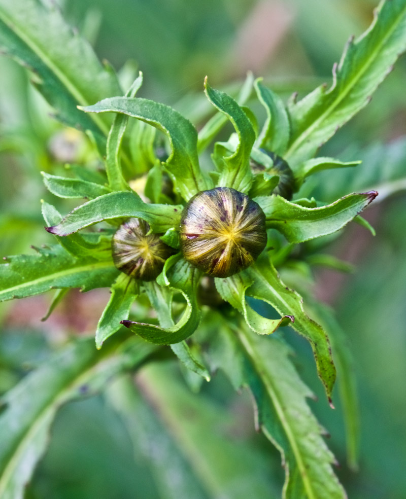 NoddingBurMarigold2908162