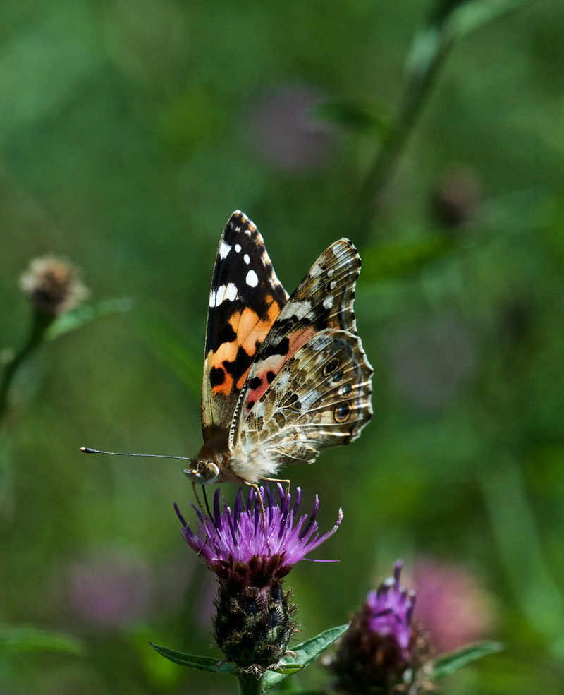 PaintedLady0308161