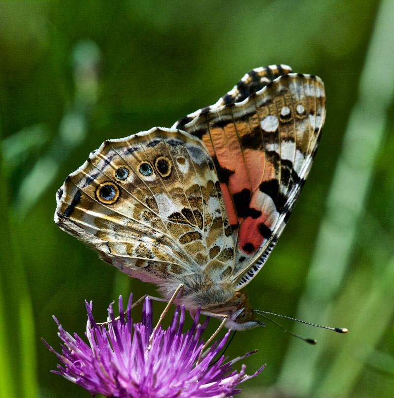 PaintedLady0308162