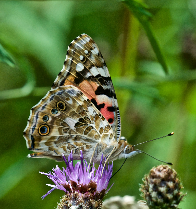 PaintedLady0308163