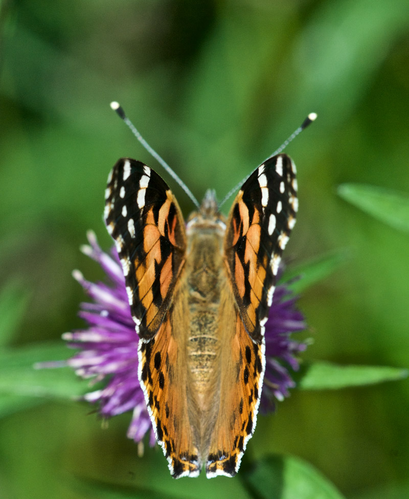 PaintedLady0308164