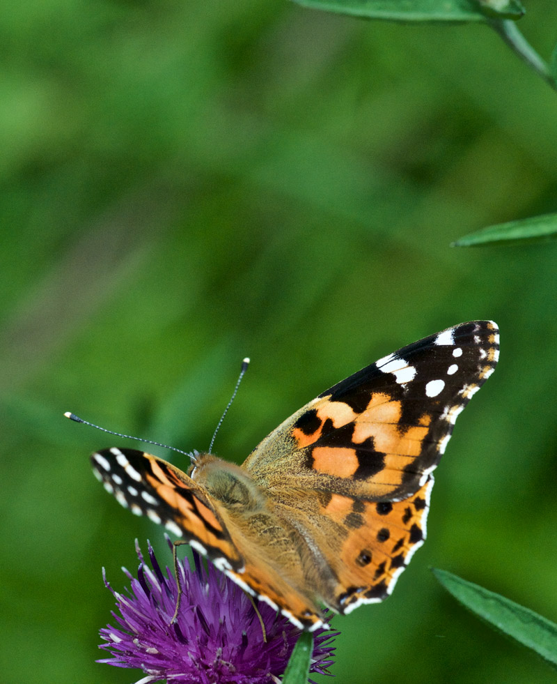 PaintedLady0308165