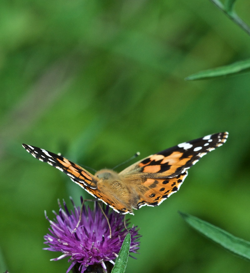 PaintedLady0308166