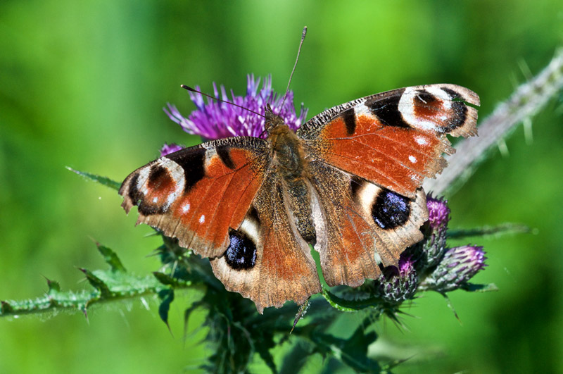 peacock0406161