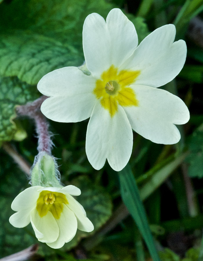 primrose0205162