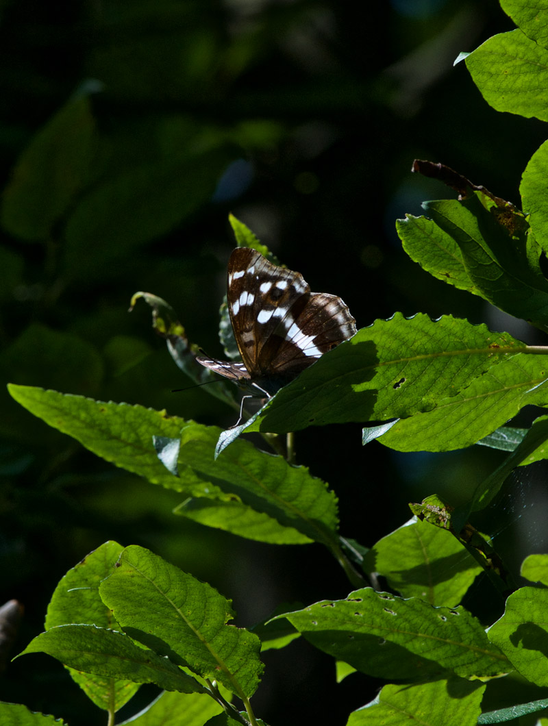 PurpleEmperor2207161