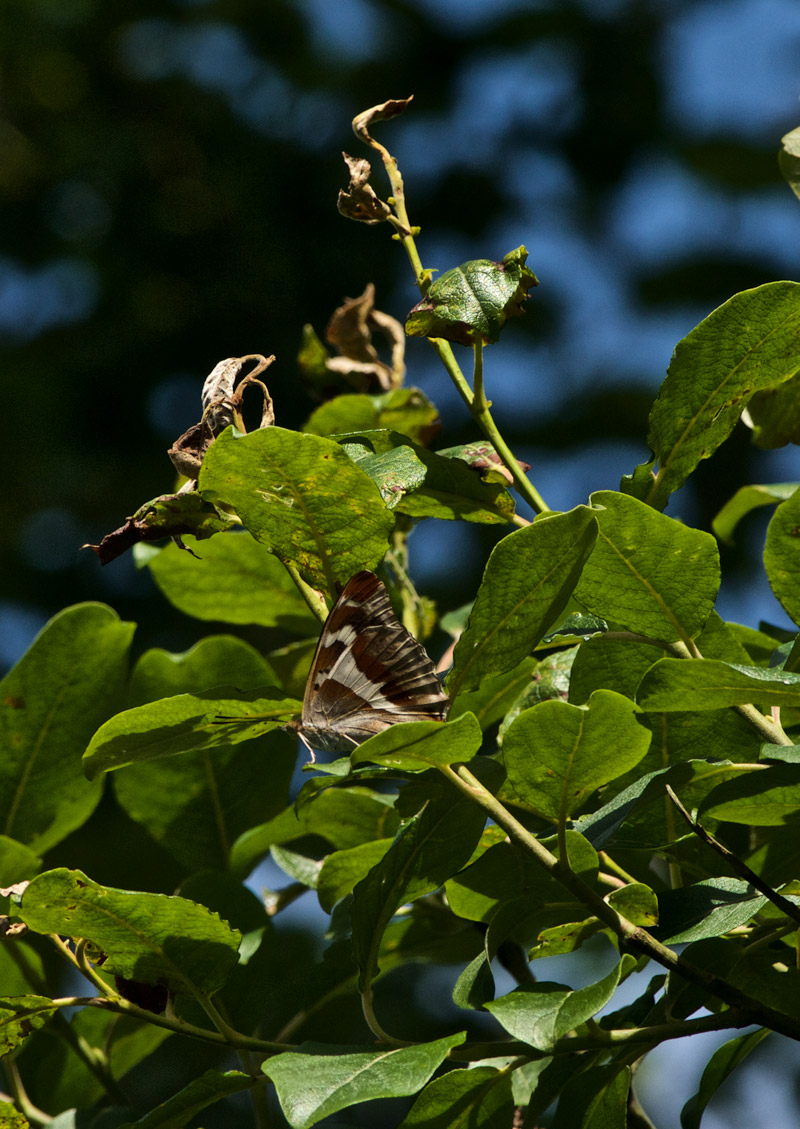 PurpleEMperor2207162