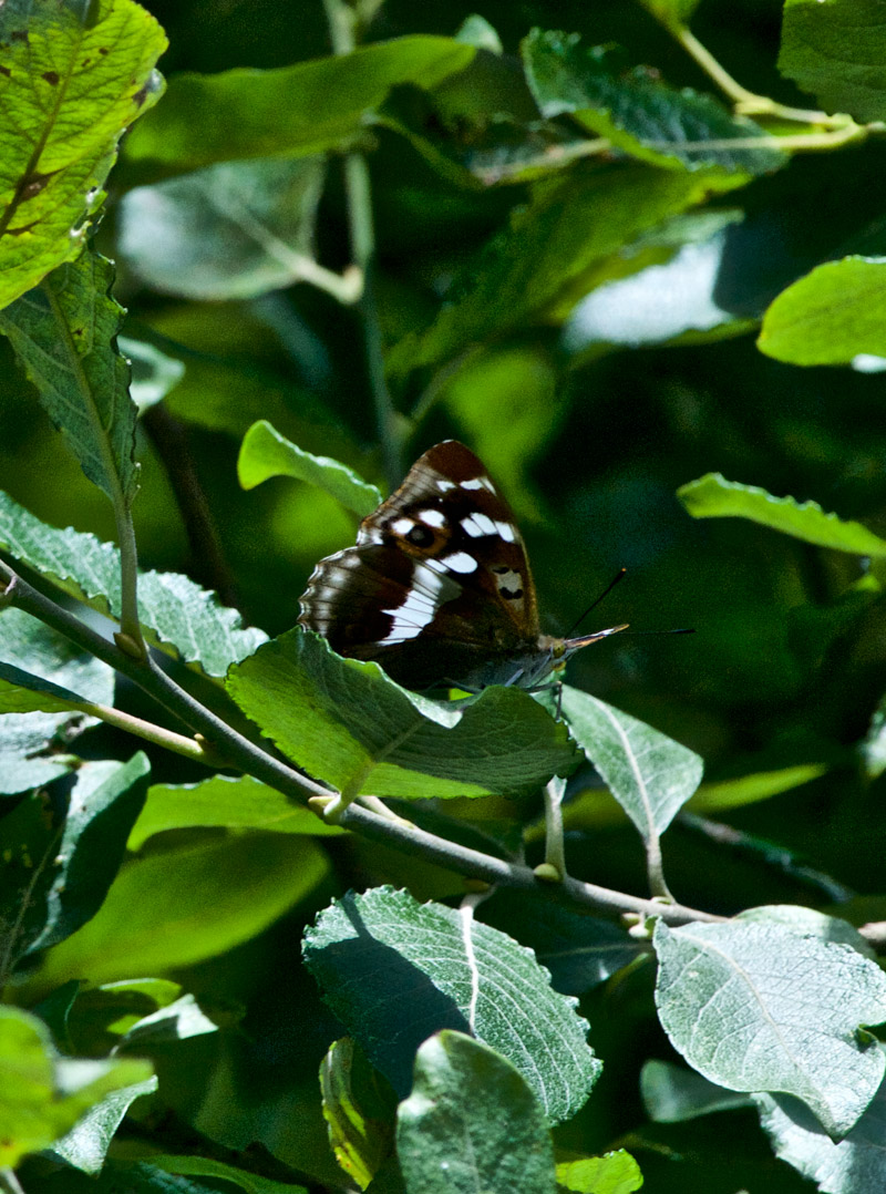 PurpleEmperor2207164