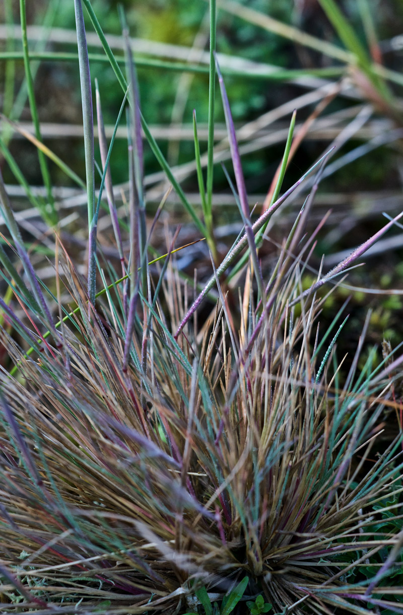 purplegrass0607161