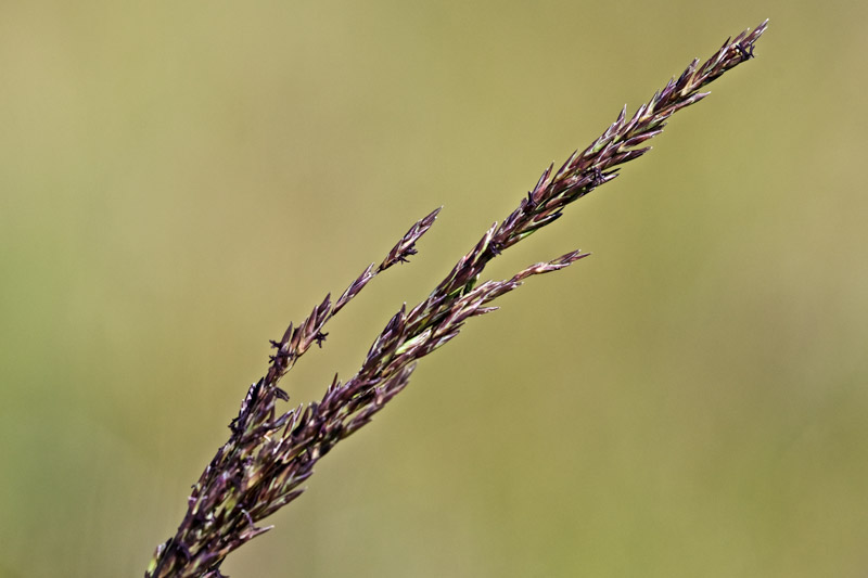 PurpleMoorGrass2408161