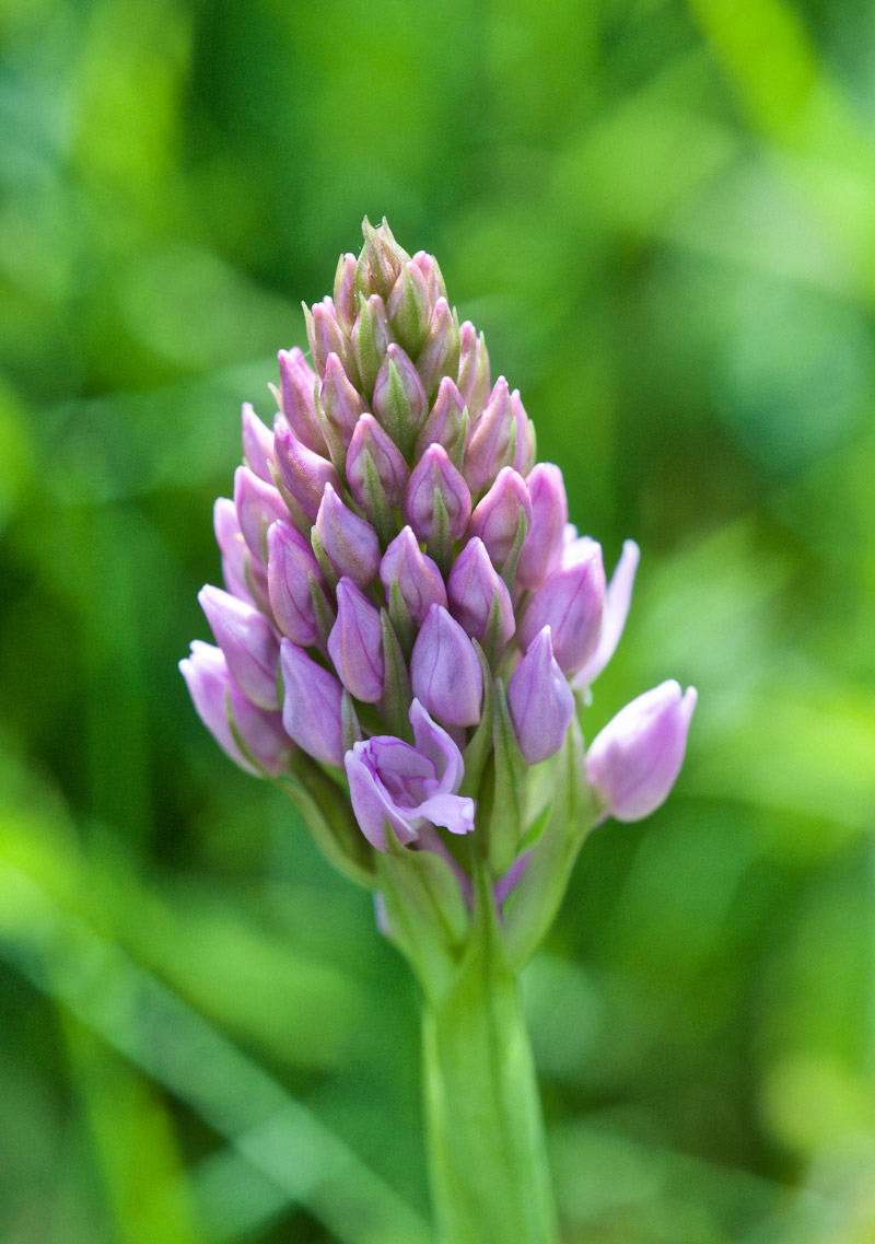 pyramidalorchid1506161