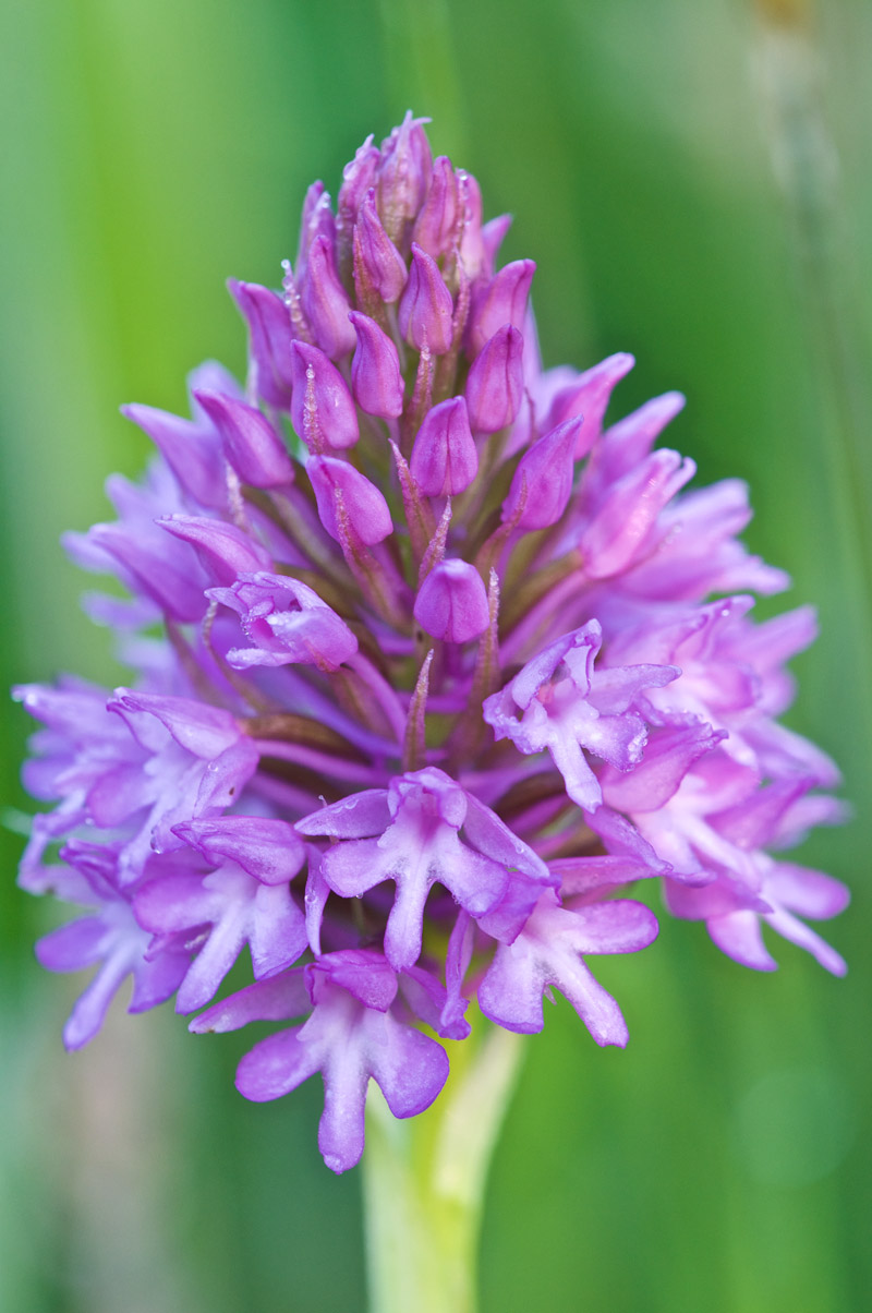 PyramidalOrchid1906162