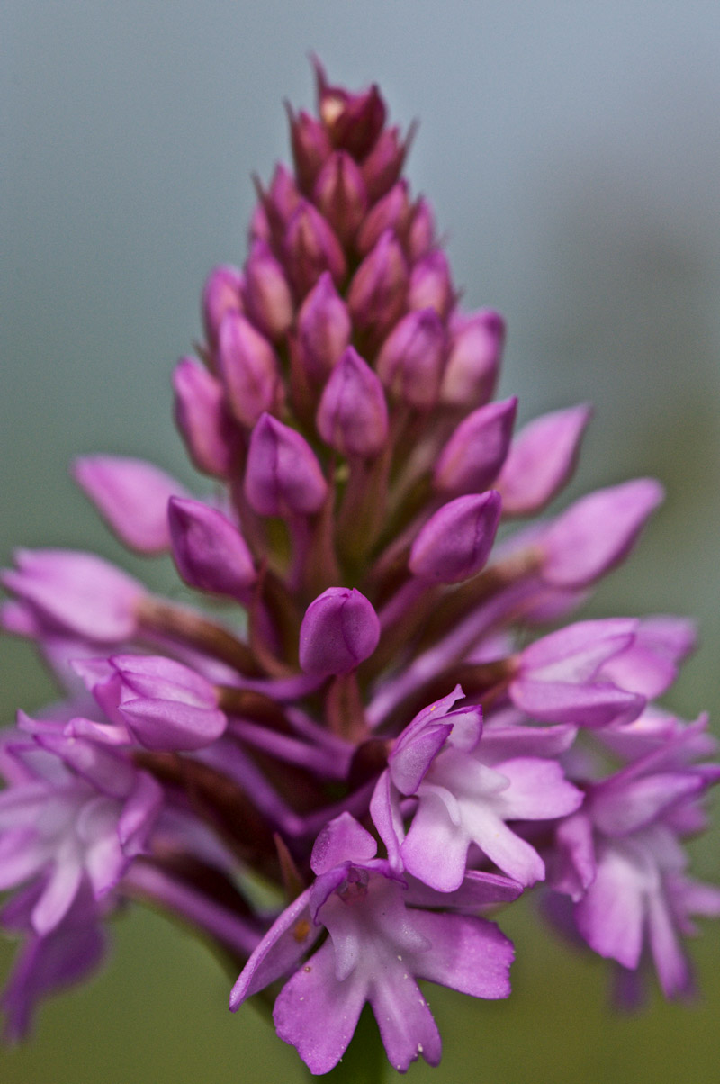 PyramidalOrchid1906163