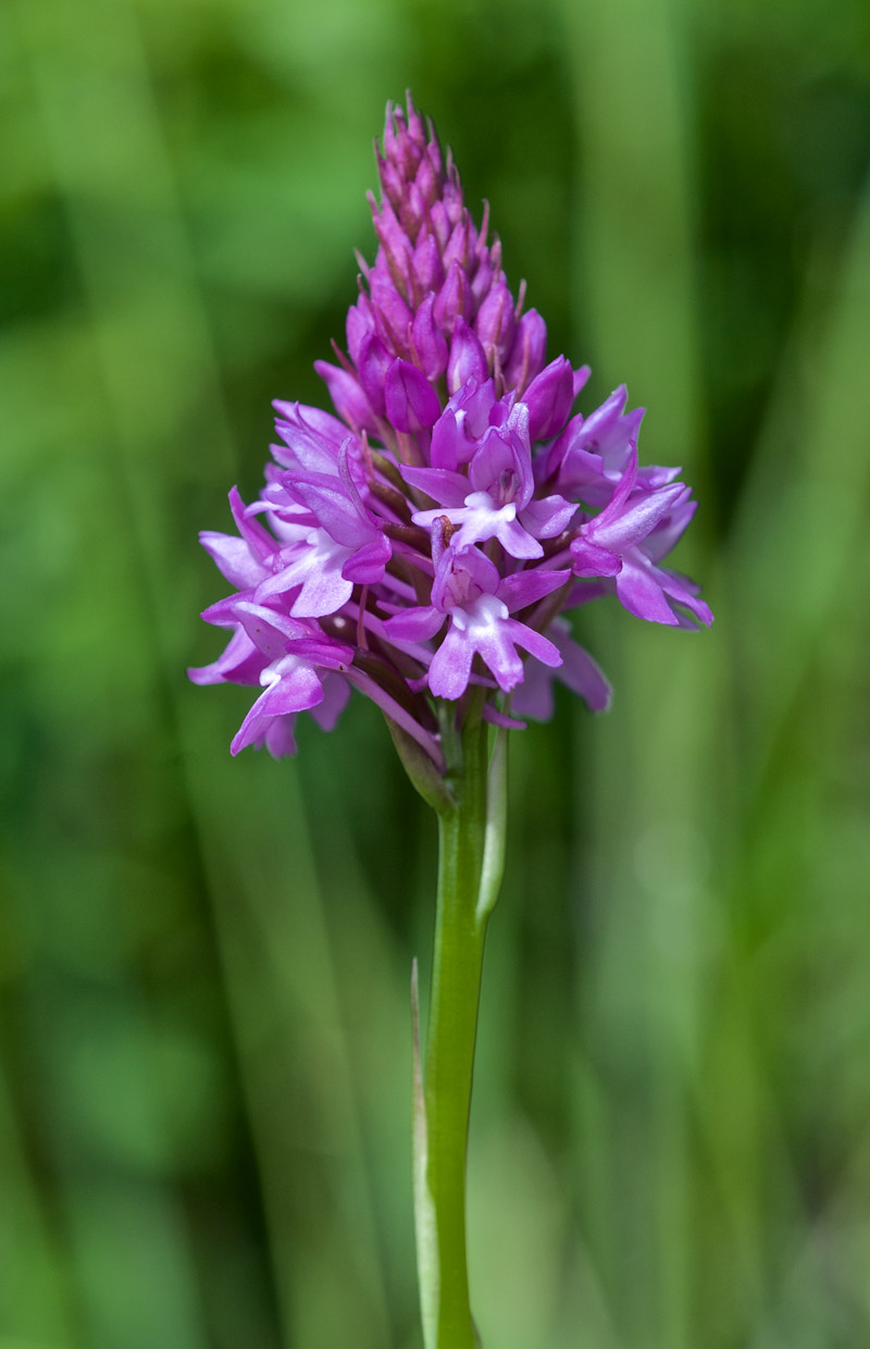 PyramidalOrchid1906164