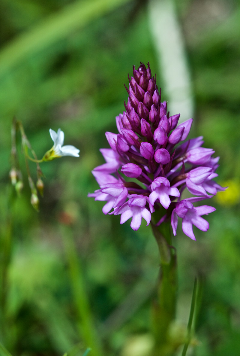 PyramidalOrchid1906165