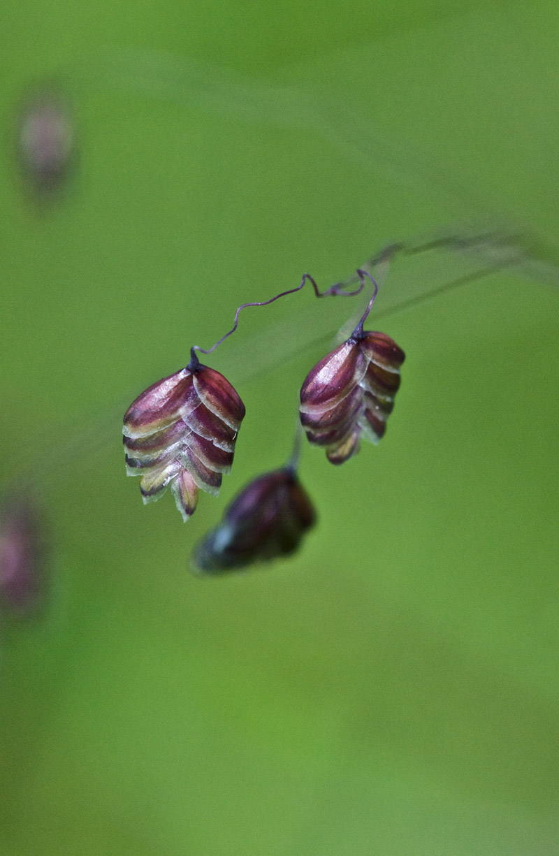 Quakinggrass0407161