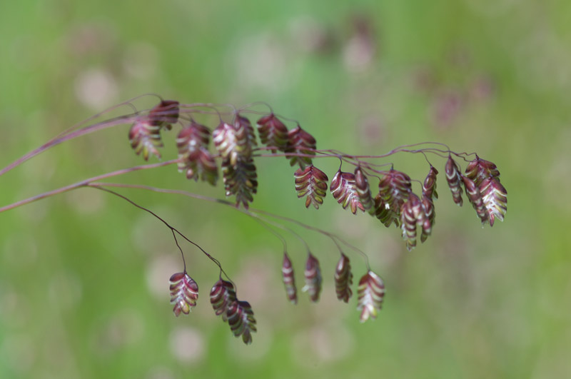 Quakinggrass0407162