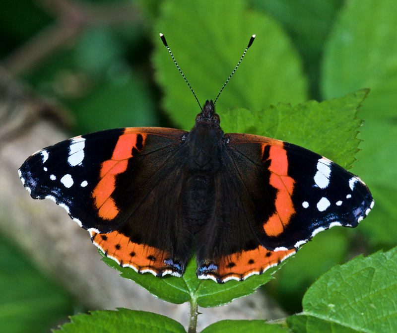 RedAdmiral2207161