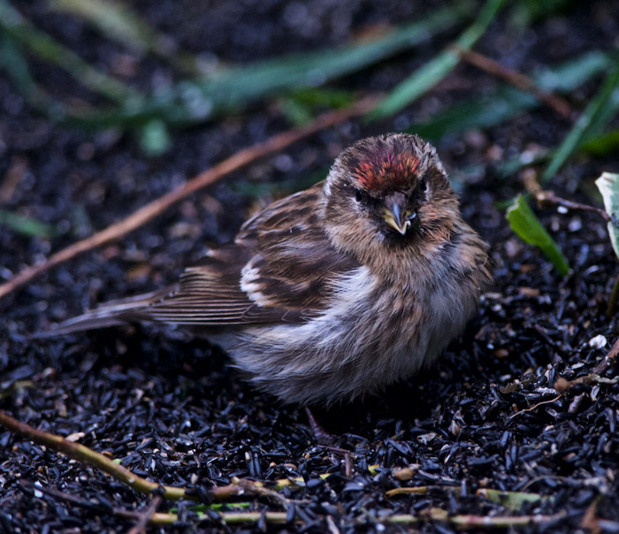 redpoll0105161