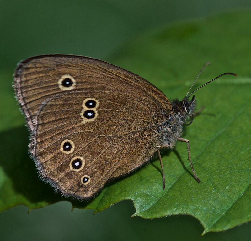 Ringlet2407161