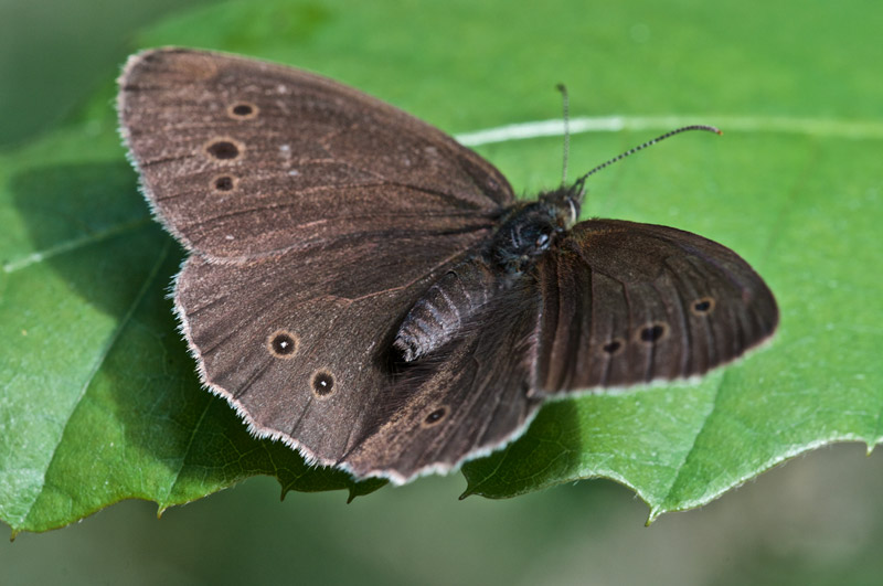 Ringlet2407162