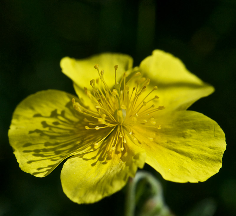 RockRose0408161