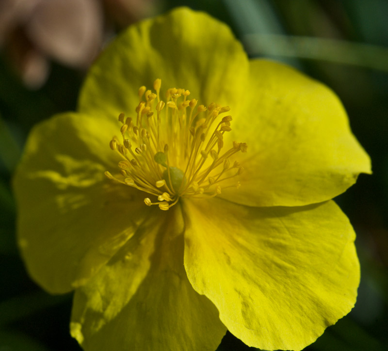 RockRose0408162