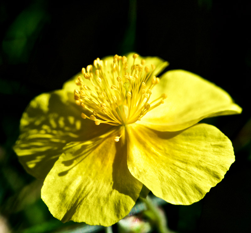 RockRose0408163