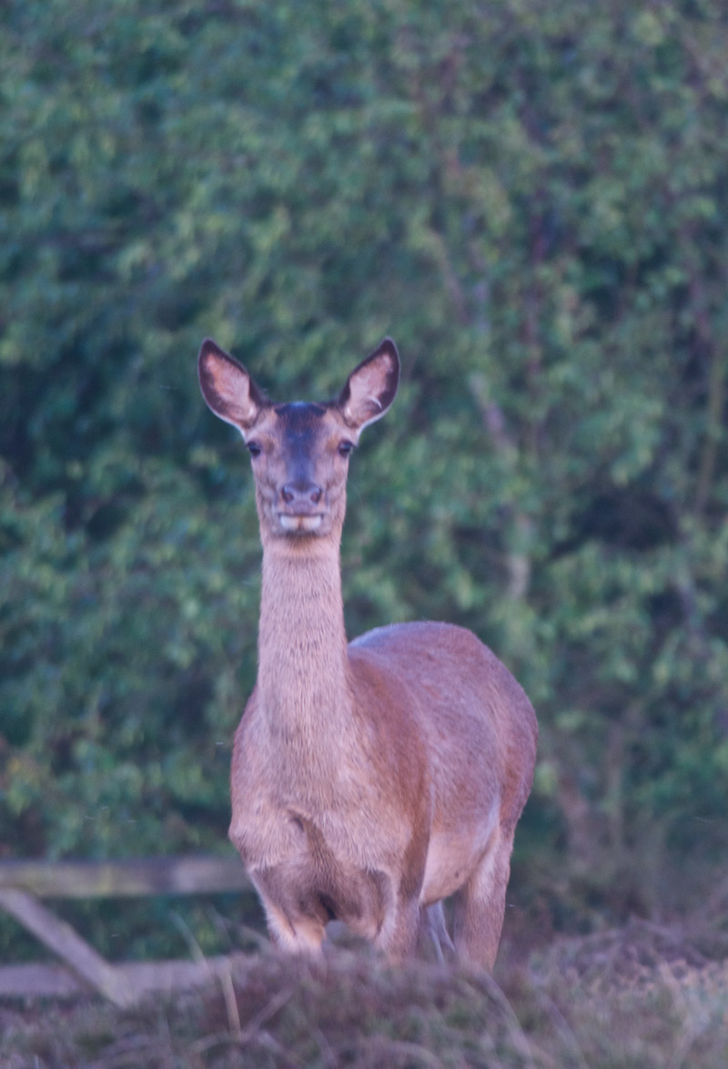 roedeer07060161