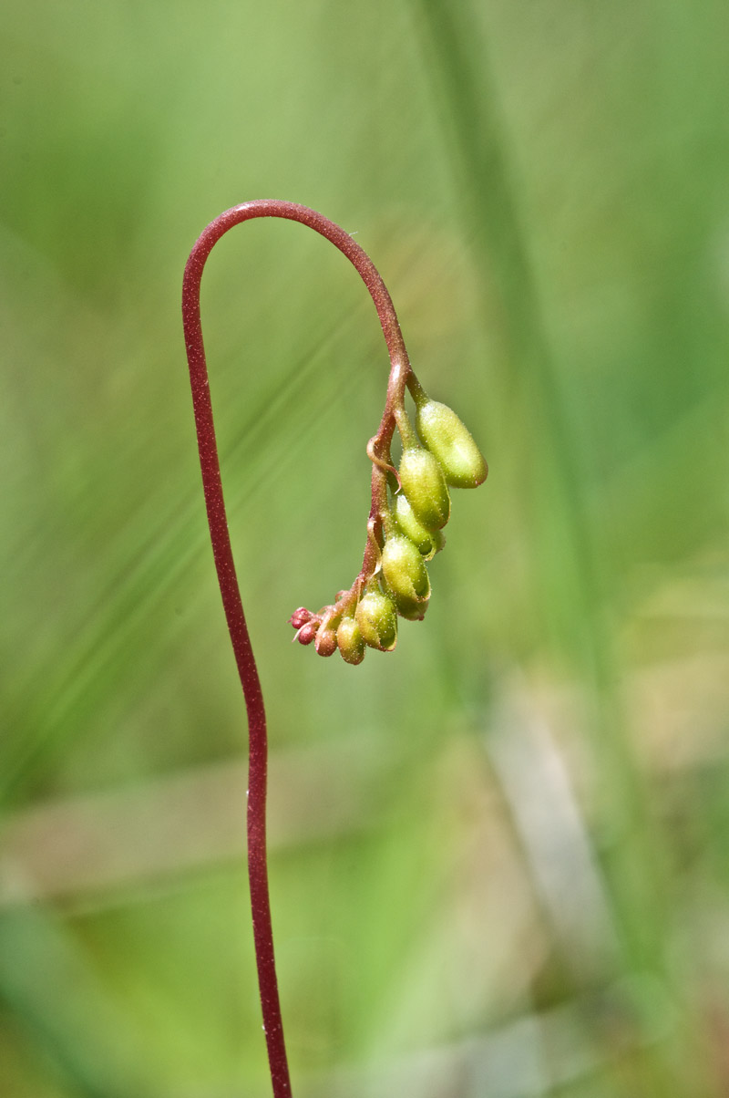 RoundLeavedSundew0607161