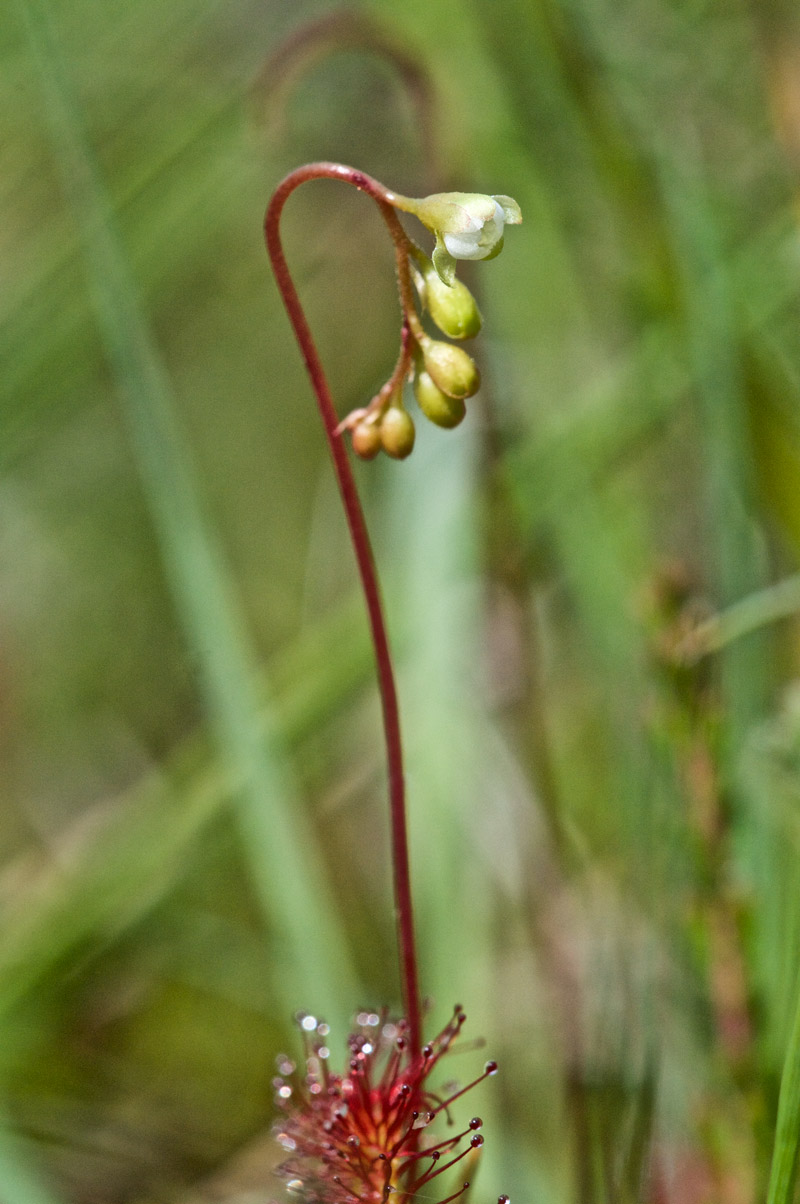 RoundLeavedSundew0607162