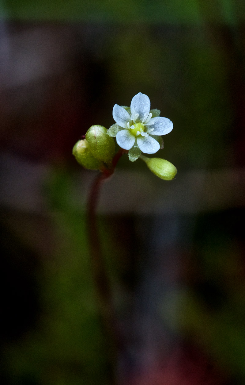 RoundLeavedSundew1207162