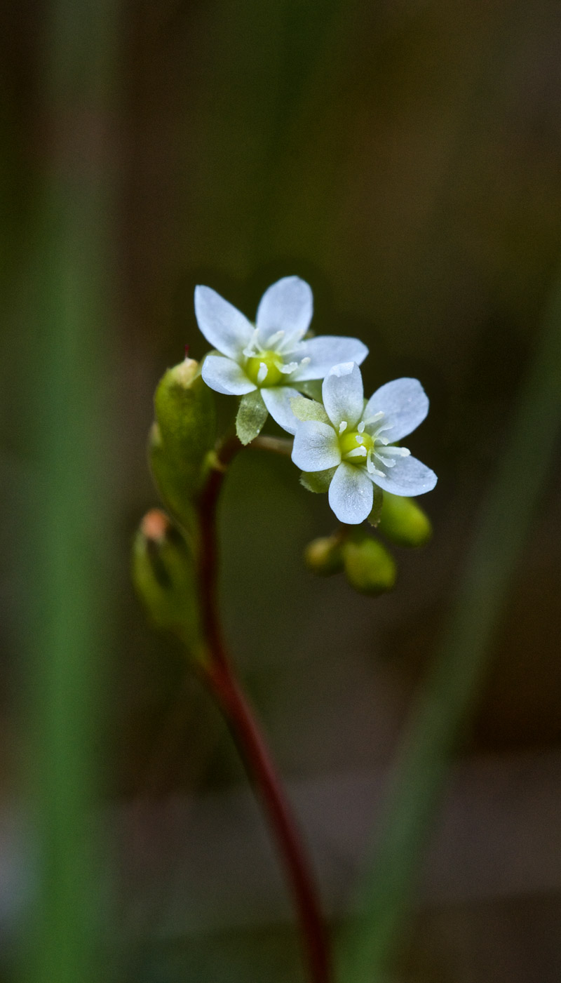 RoundLeavedSundew1207163