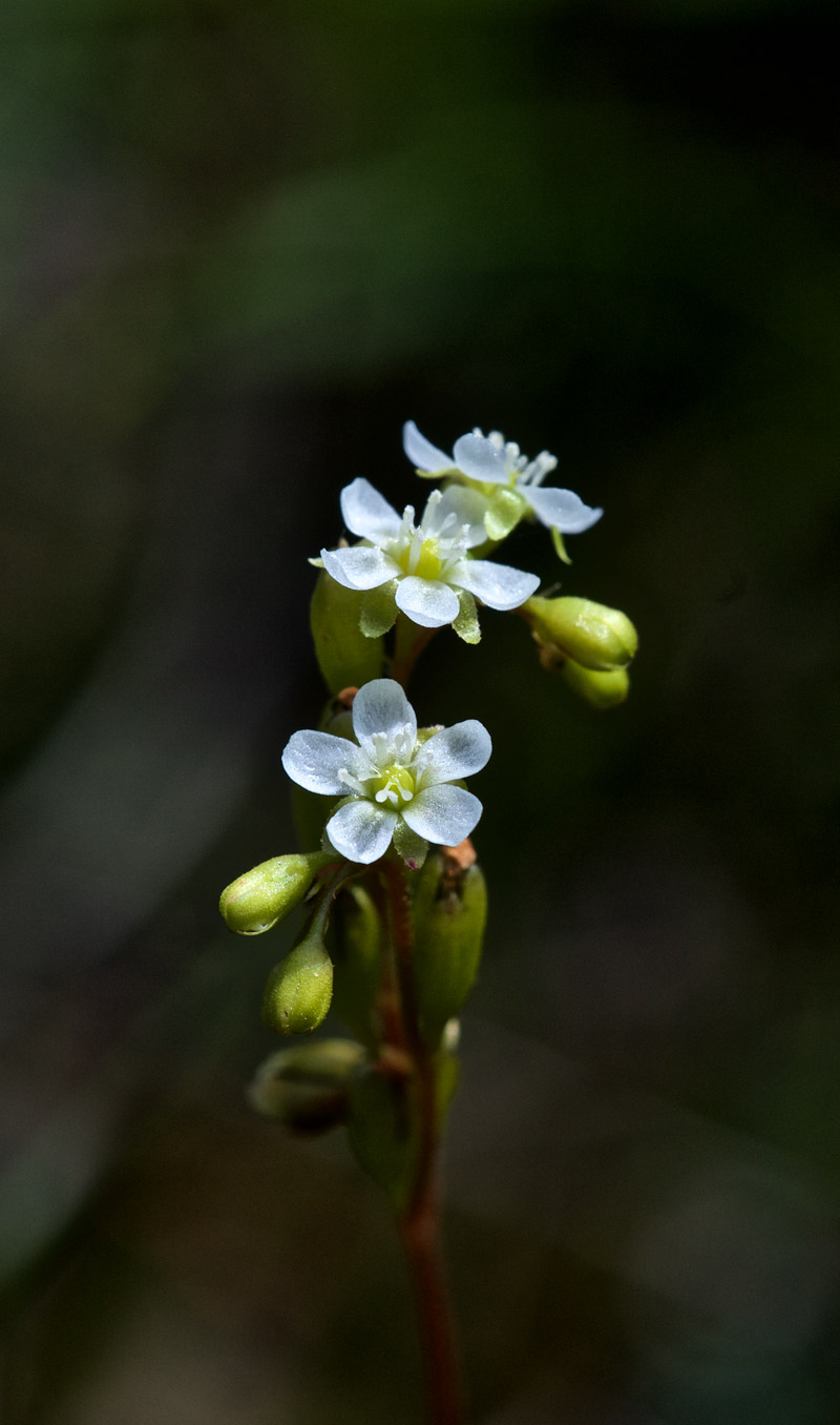 RoundLeavedSundew1207164